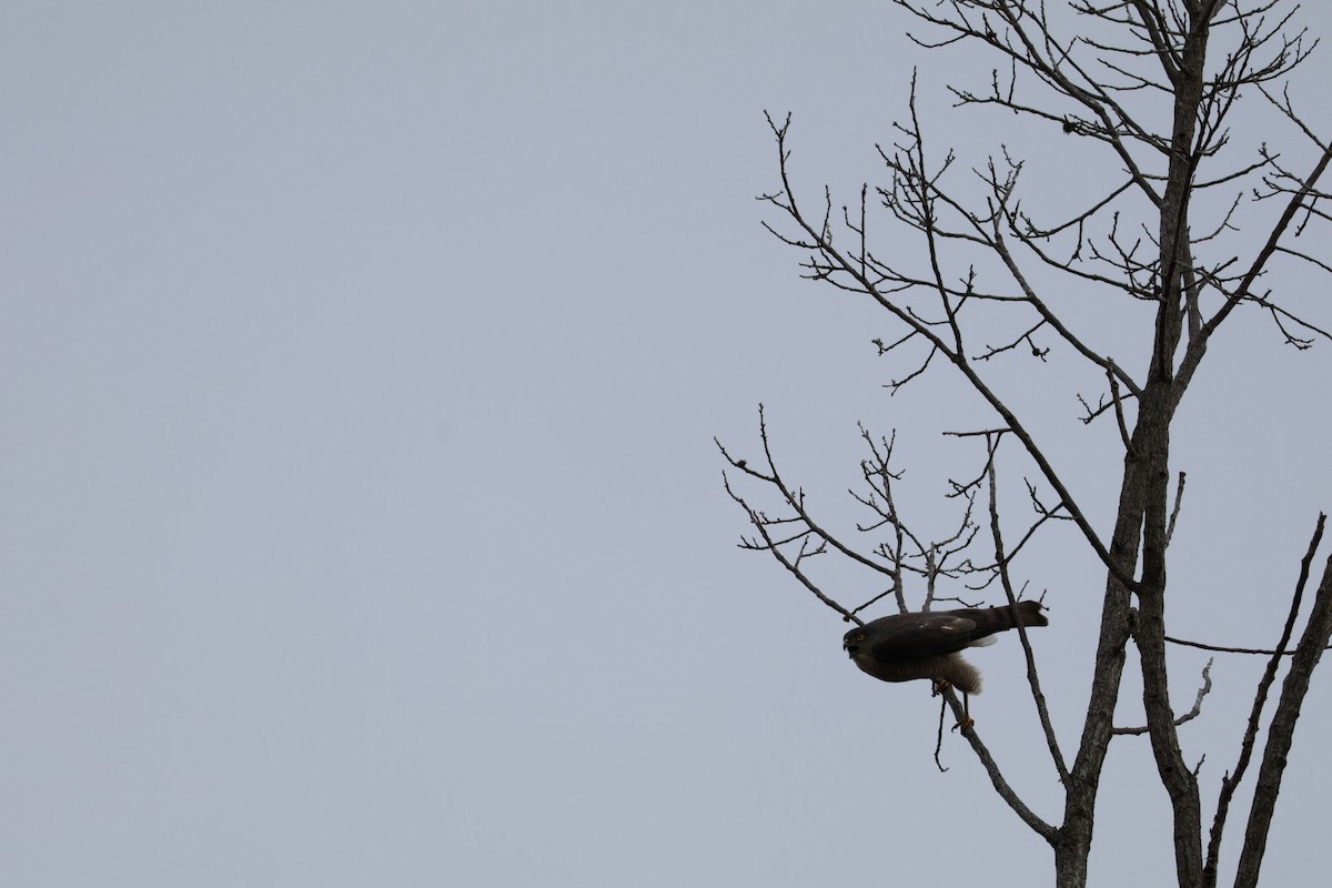 Japanese Sparrowhawk - Shoko Sakai