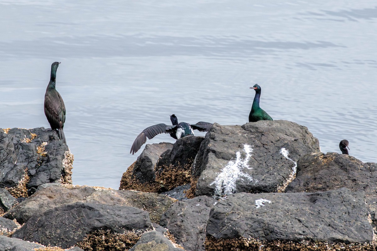 Cormorán Pelágico - ML616573937