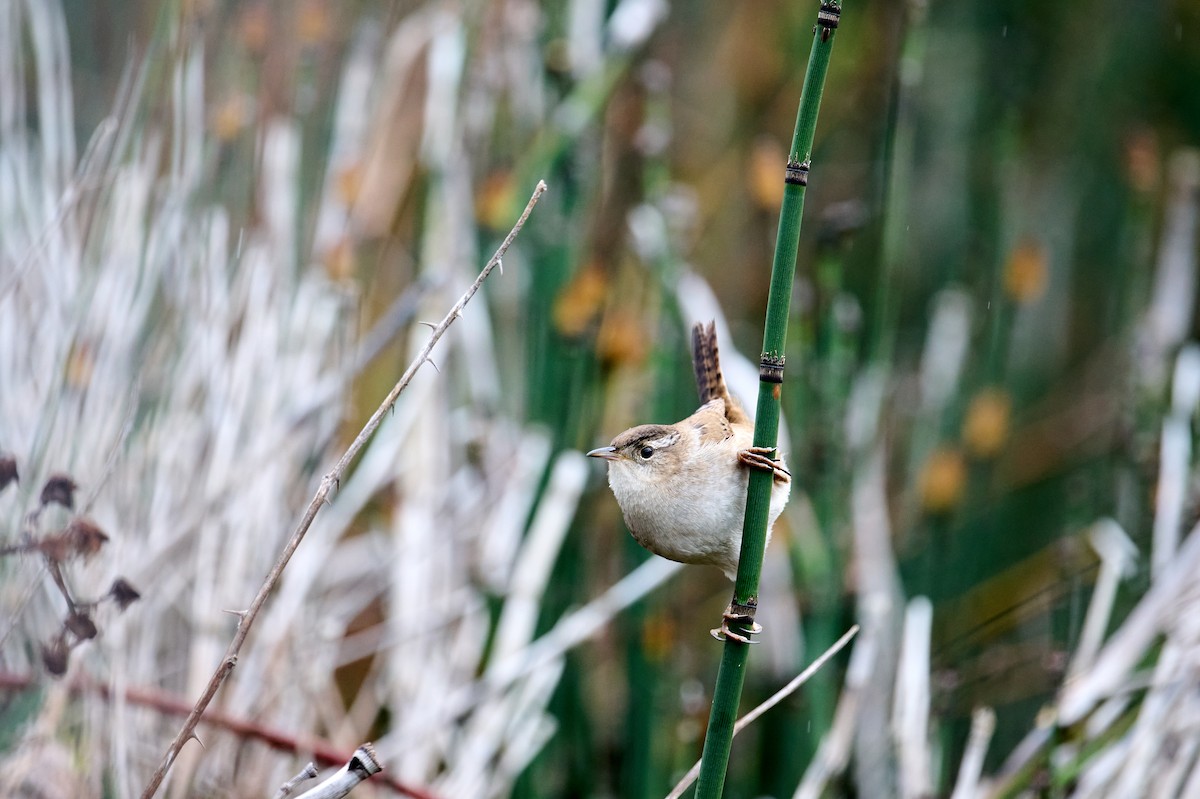 Marsh Wren - ML616573958