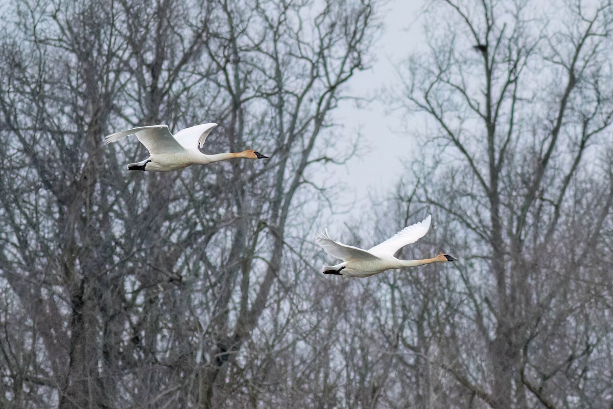 Trumpeter Swan - ML616573992