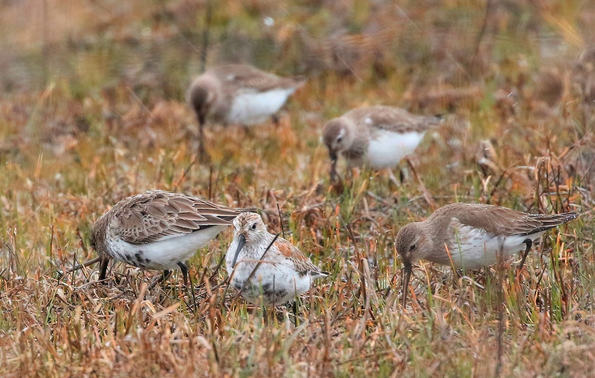 Dunlin - ML616573993