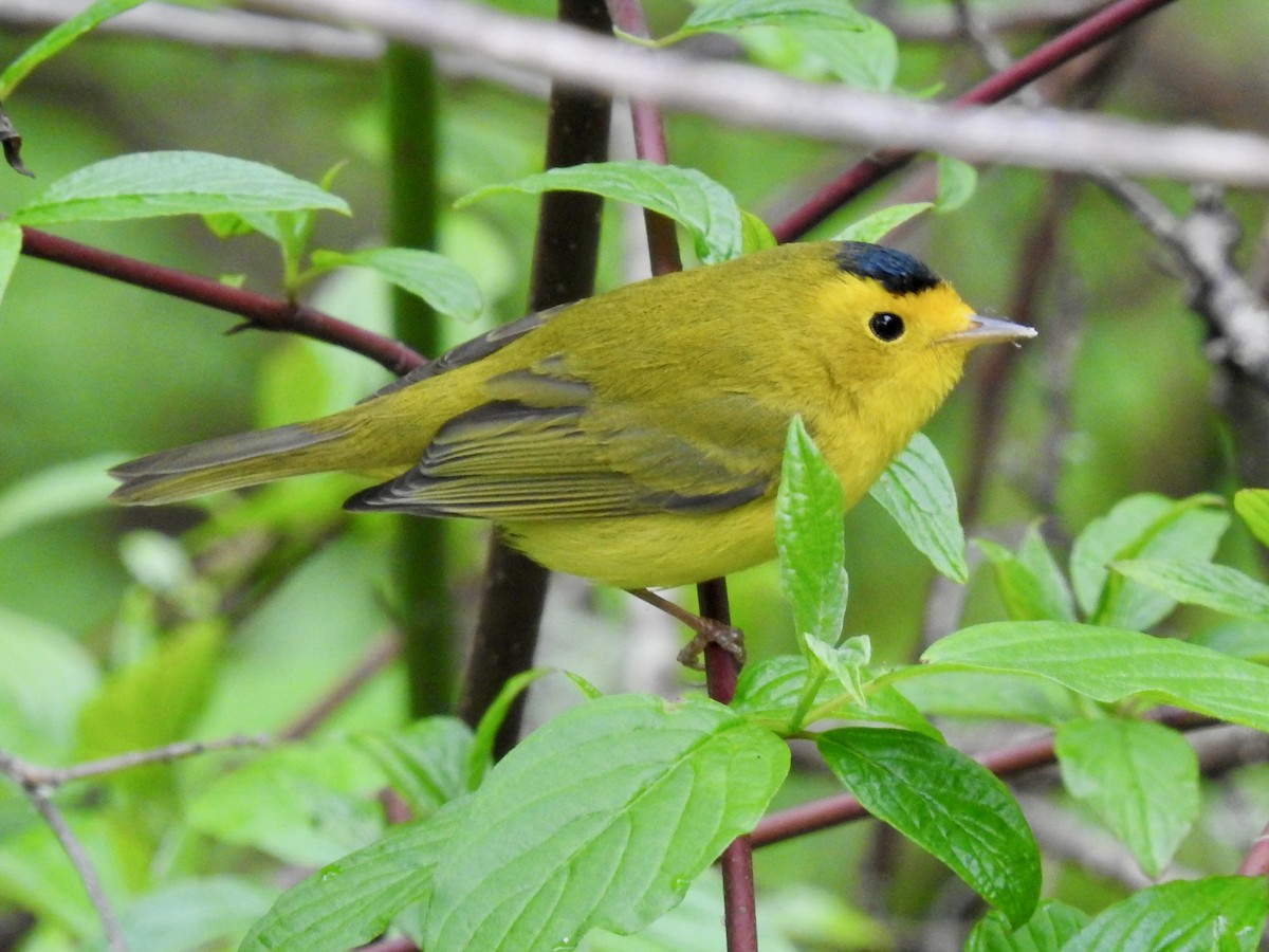 Wilson's Warbler - ML616573997