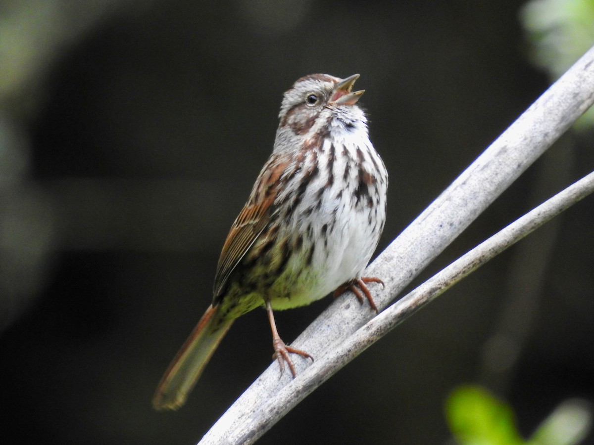 Song Sparrow - ML616574001