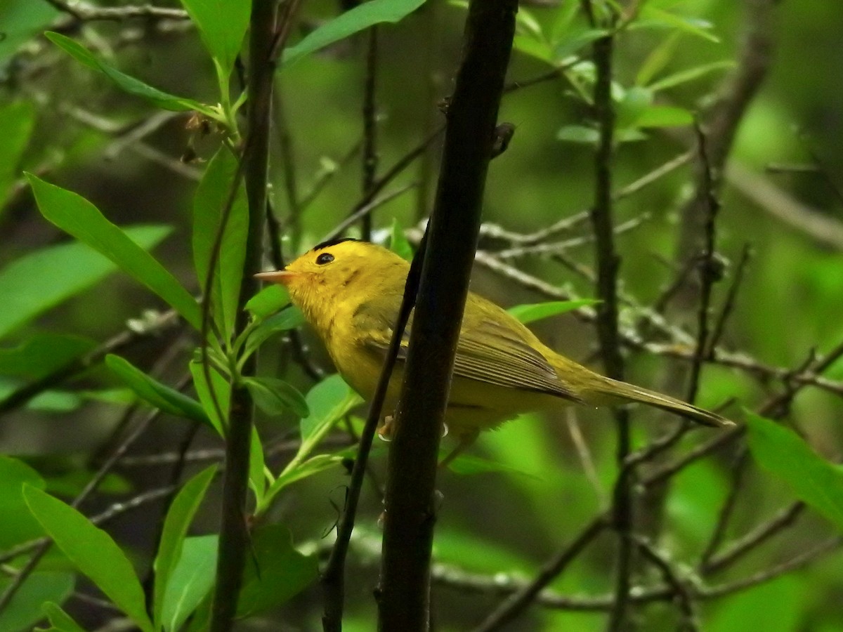 Wilson's Warbler - ML616574006