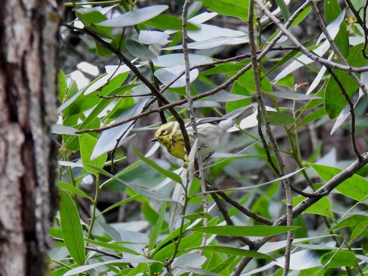 Townsend's Warbler - ML616574014