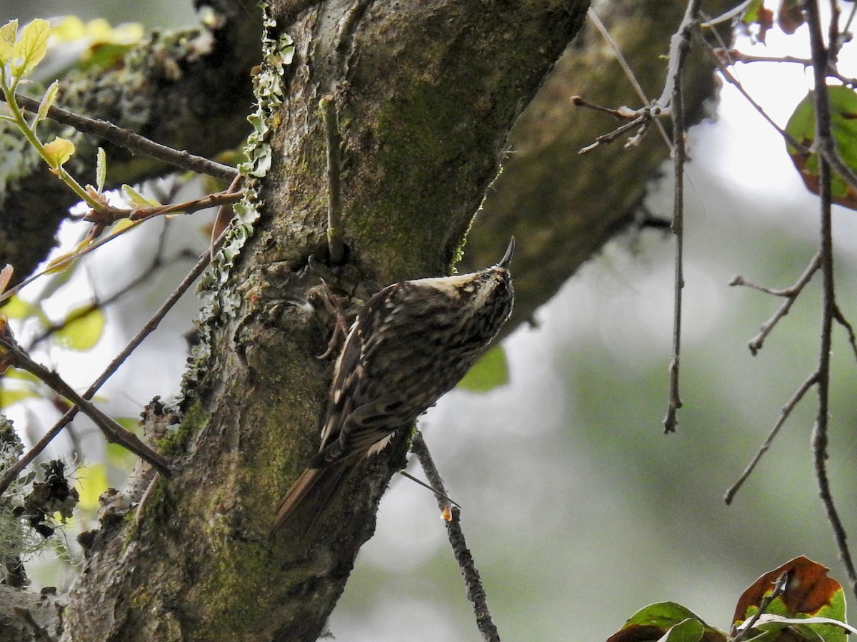 Brown Creeper - ML616574020