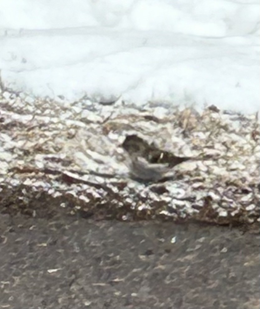 American Tree Sparrow - Jeanne Dukerschein