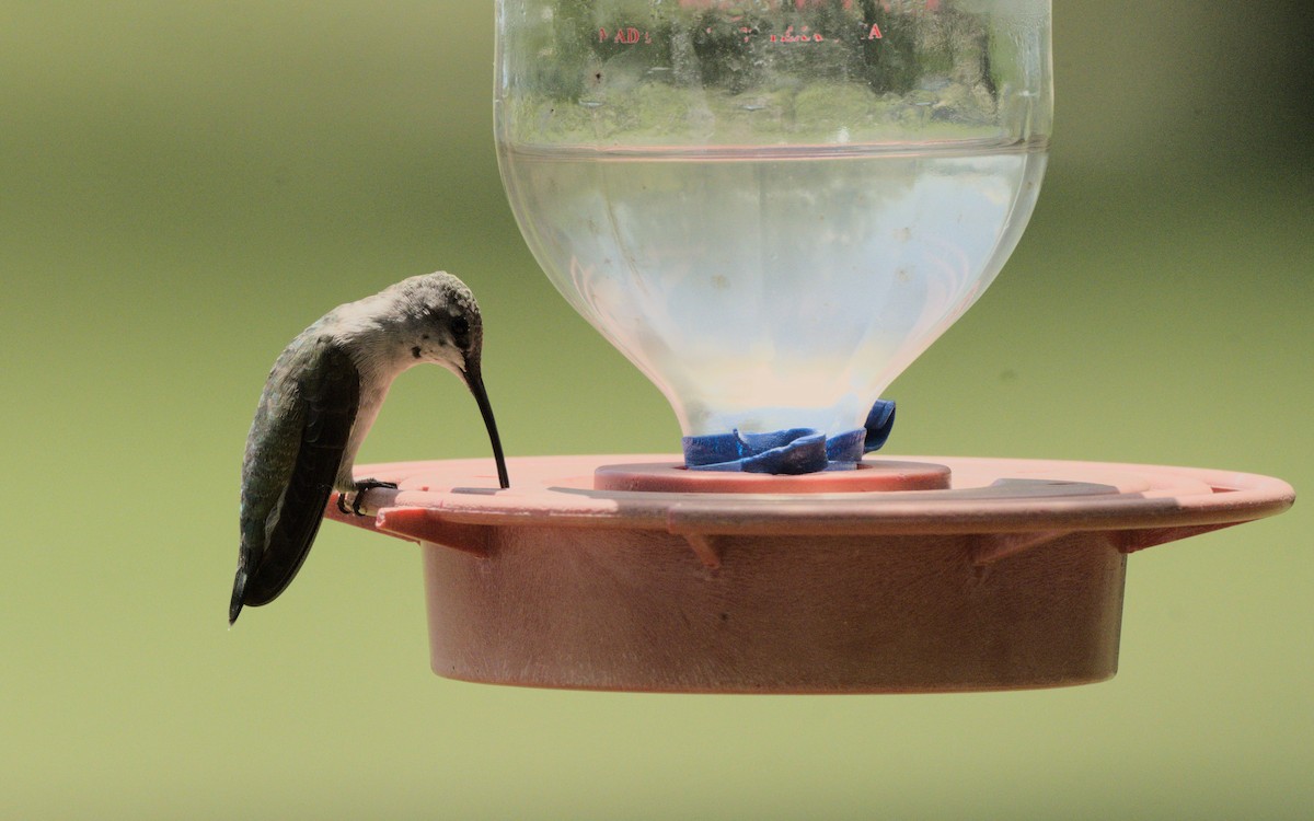 Black-chinned Hummingbird - ML616574080