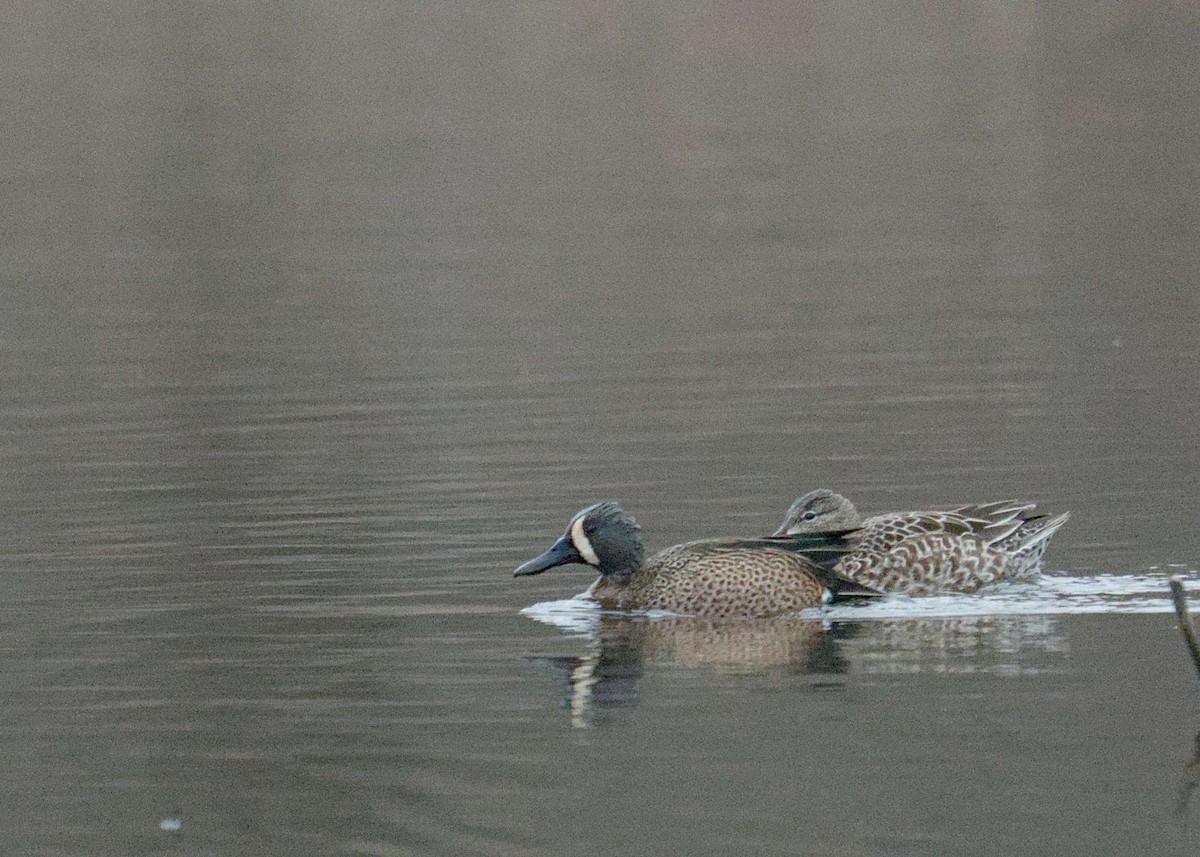 Blue-winged Teal - ML616574138