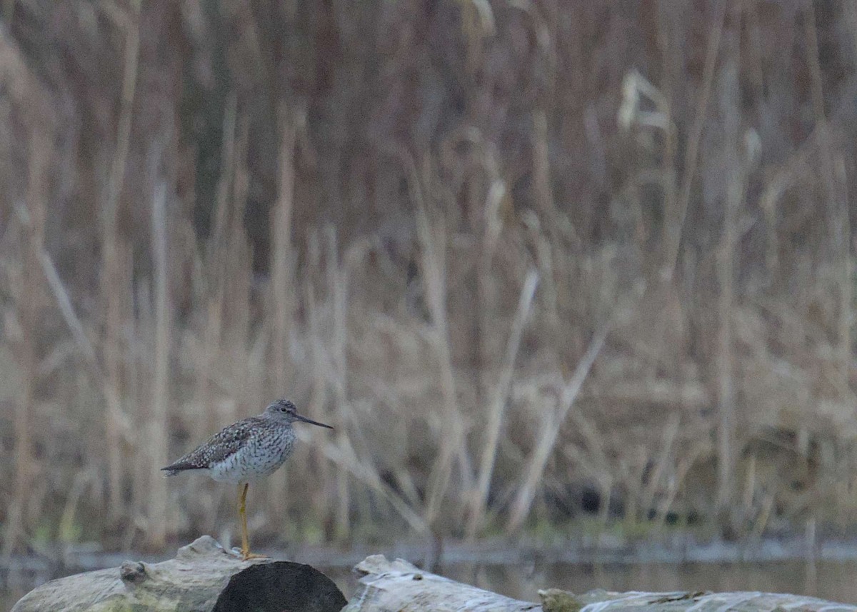 Greater Yellowlegs - ML616574143