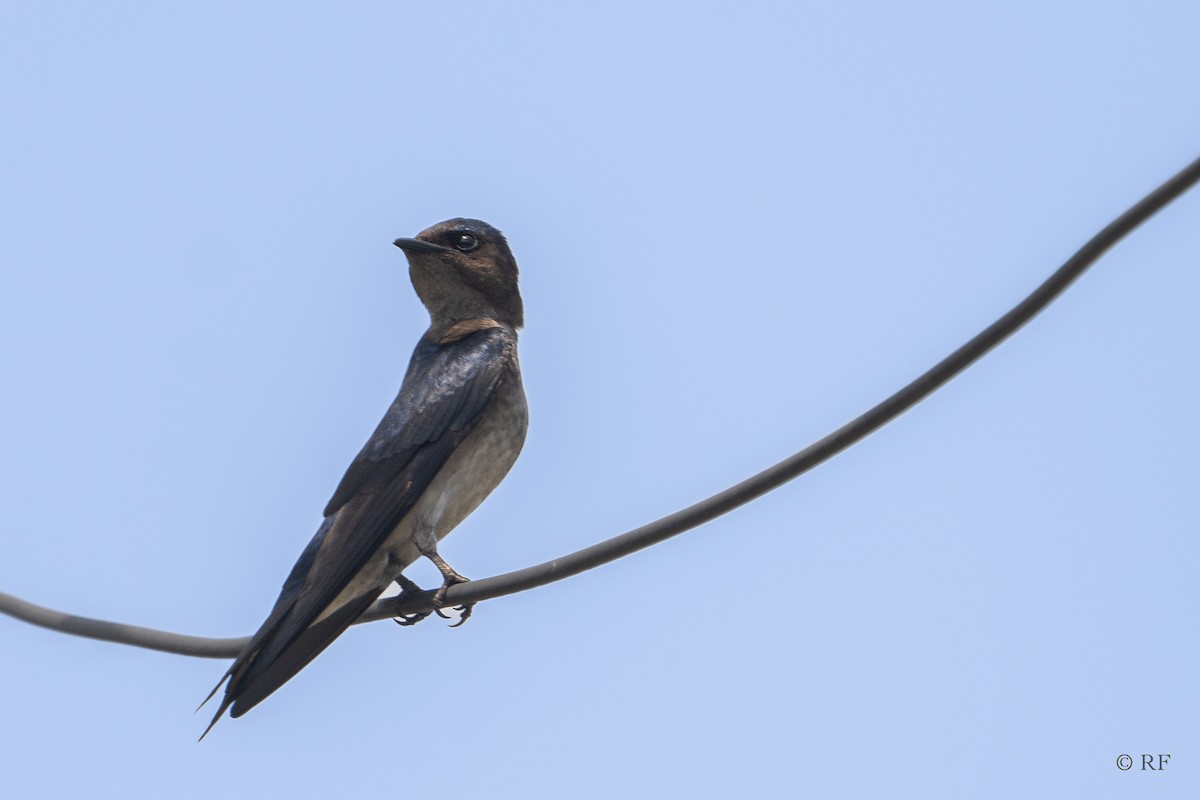 Gray-breasted Martin - ML616574163