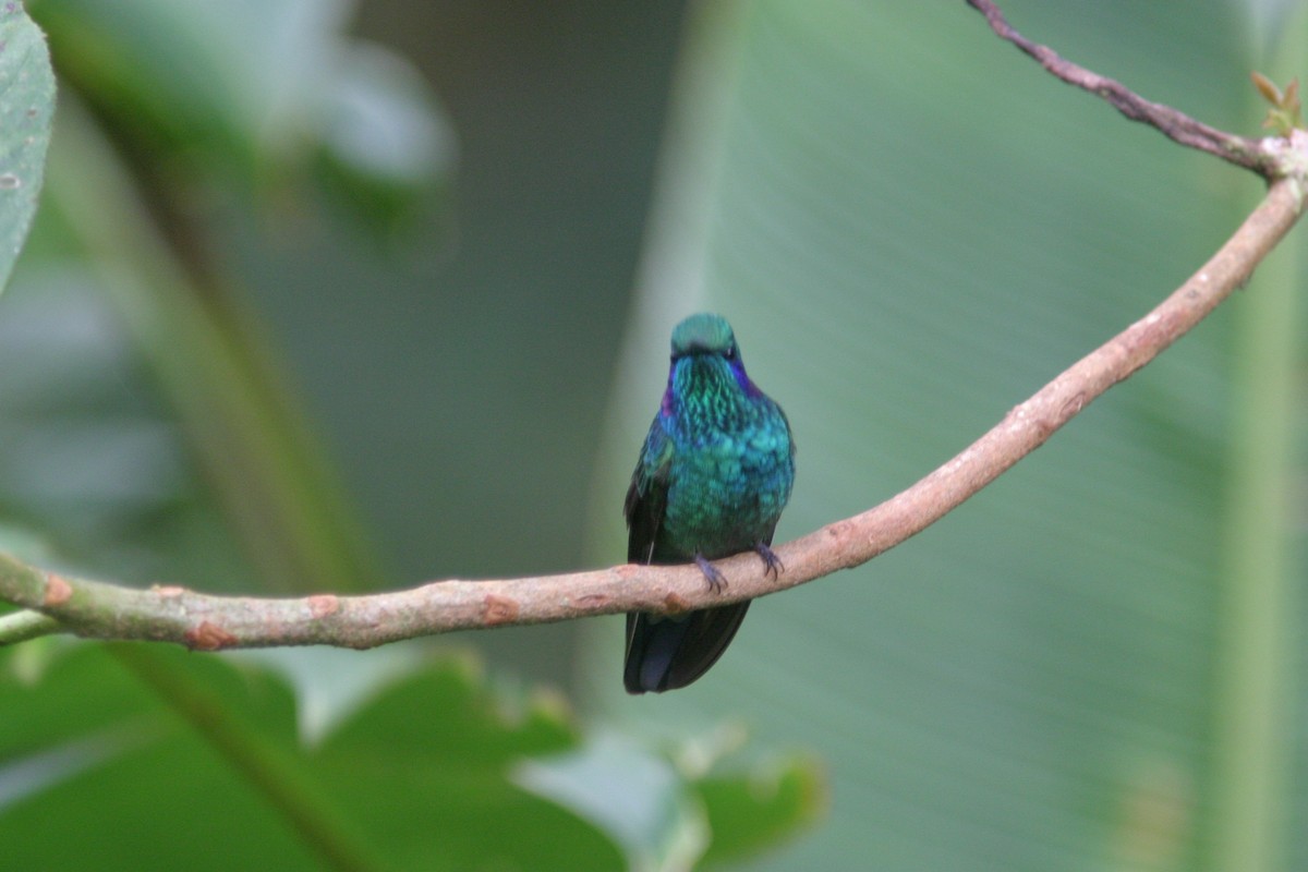 kolibřík modrouchý - ML616574213