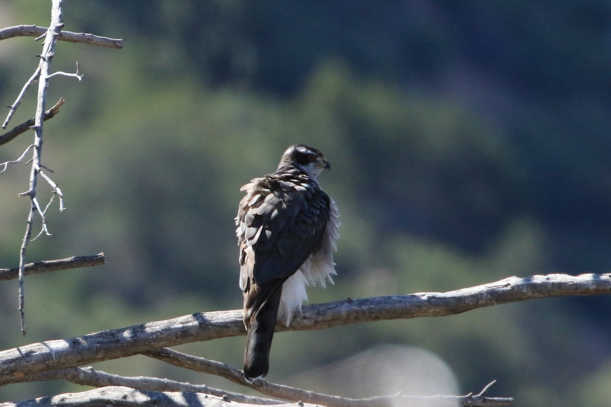 American Goshawk - ML616574285