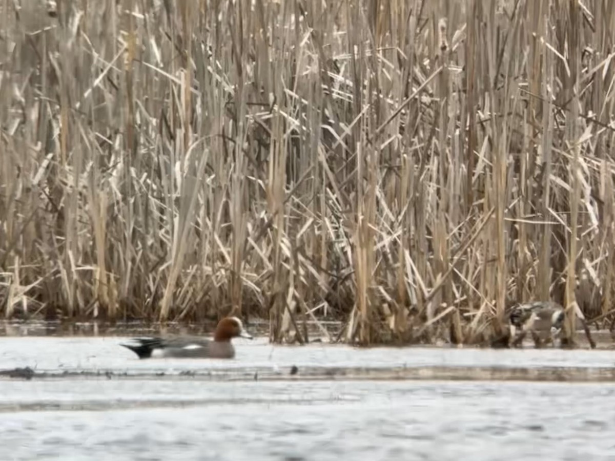 Eurasian Wigeon - ML616574287