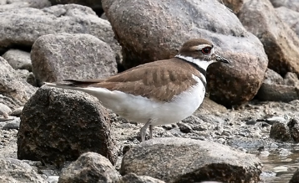 Killdeer - ML616574372