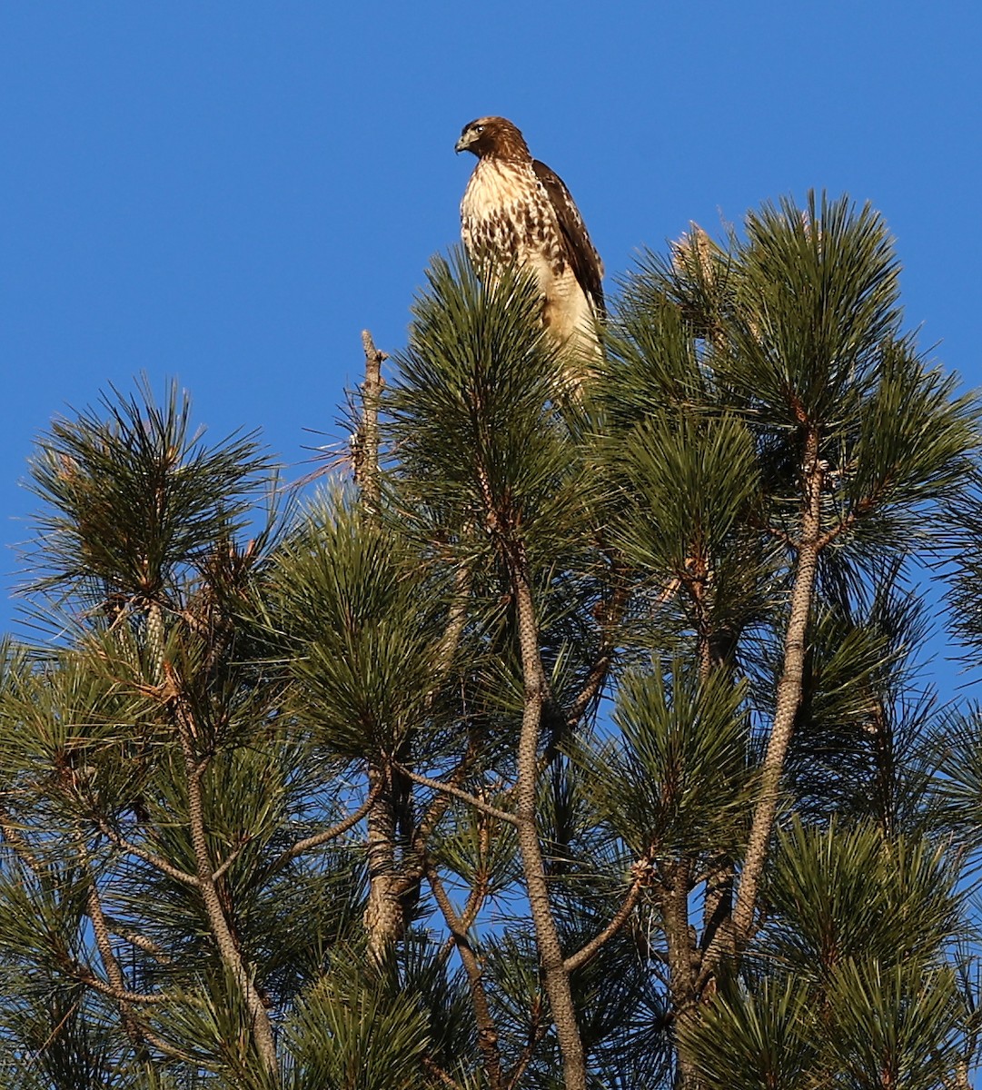 Red-tailed Hawk - ML616574408