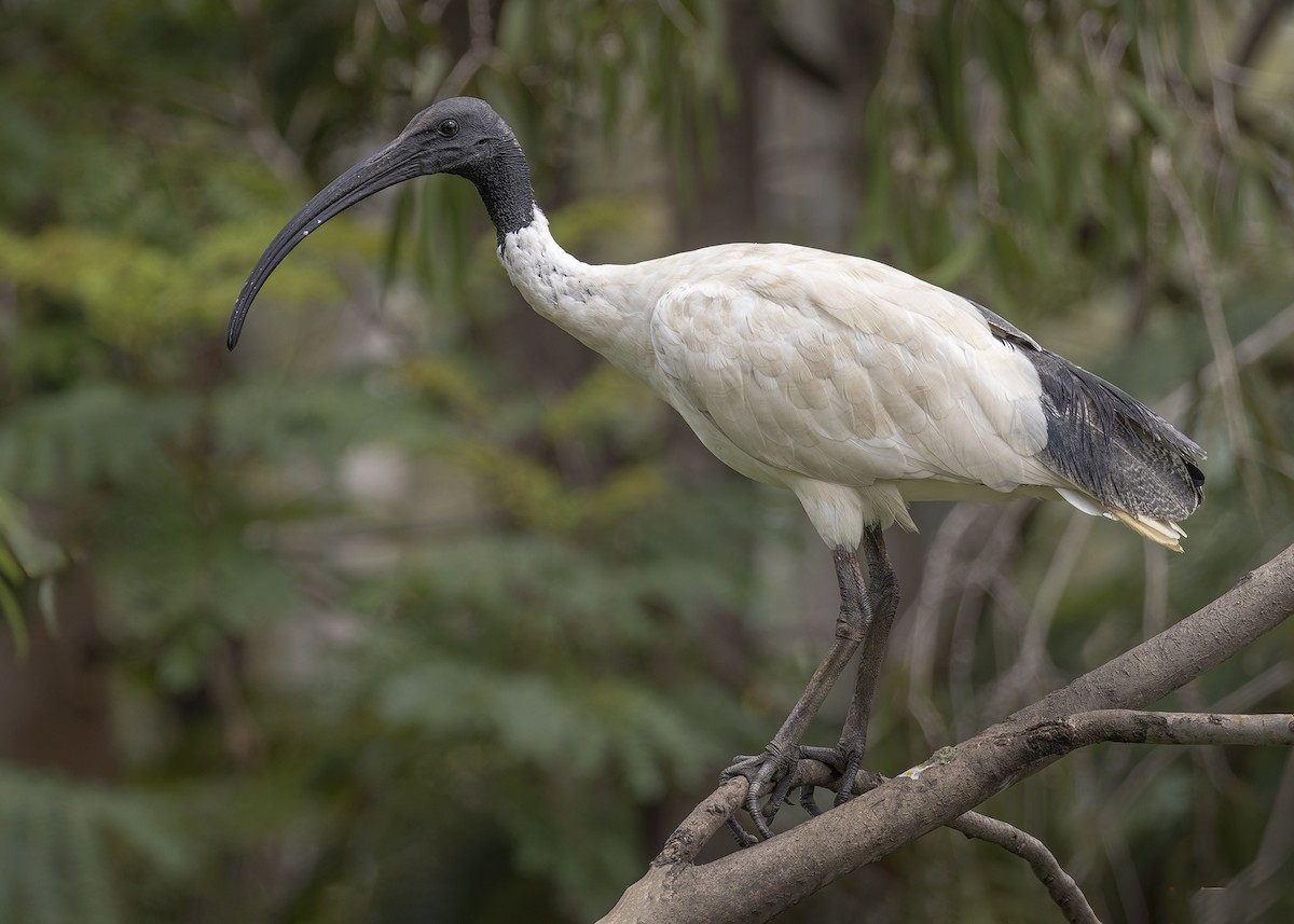 Ibis à cou noir - ML616574413