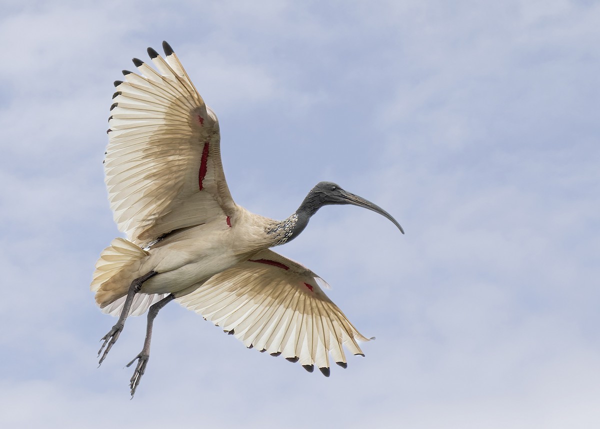 Australian Ibis - Bruce Ward-Smith