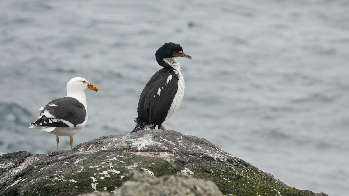 Chatham Islands Shag - ML616574436