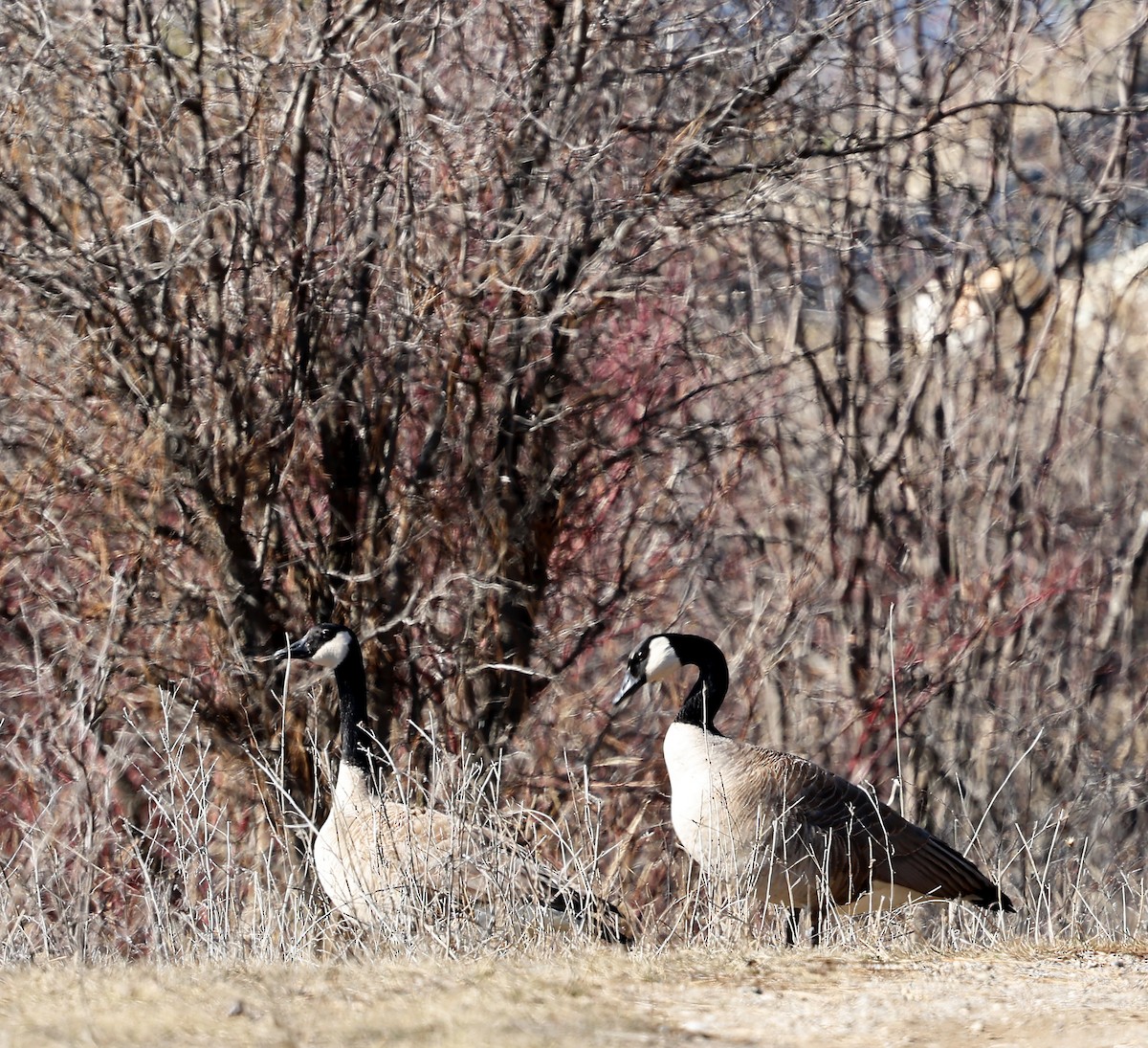 Canada Goose - ML616574440