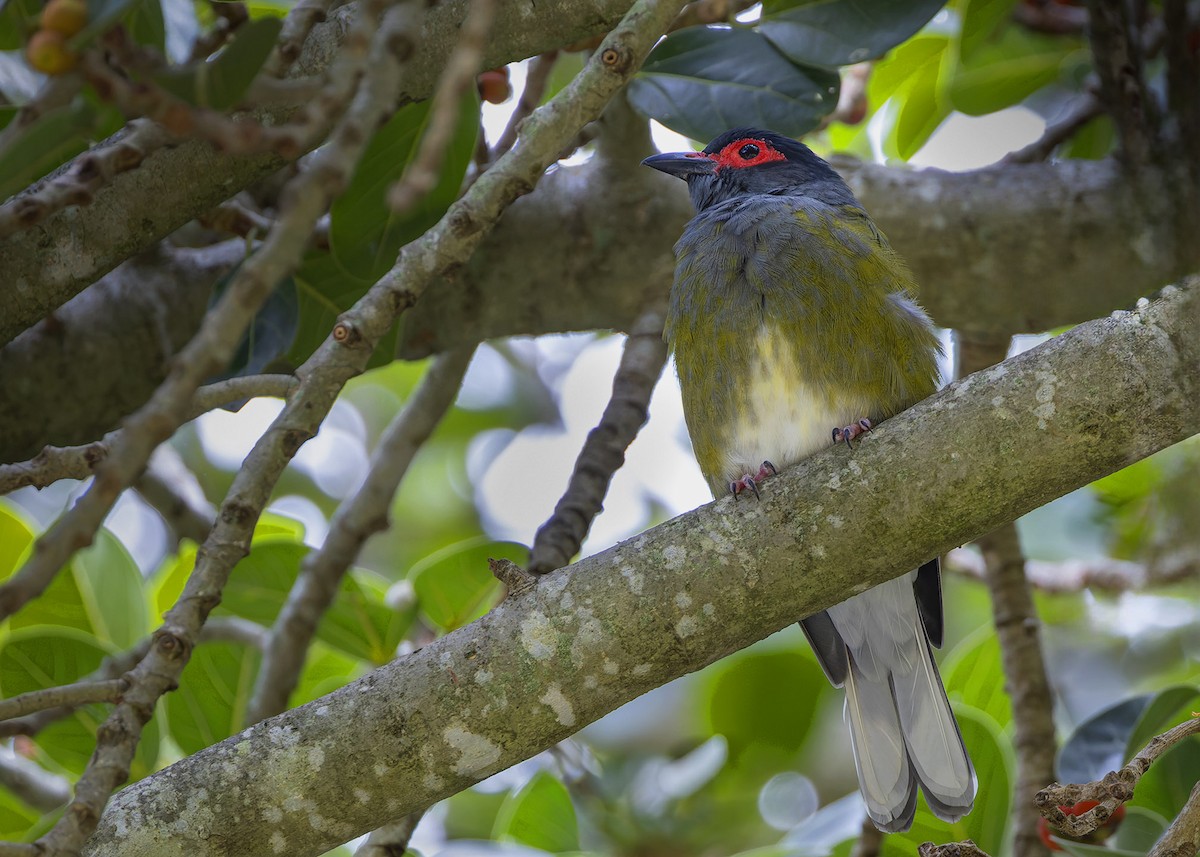 Australasian Figbird - Bruce Ward-Smith