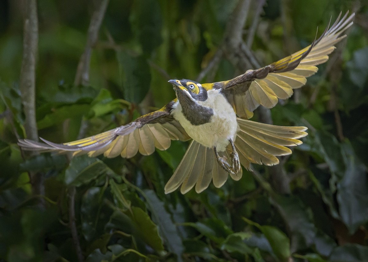 Blue-faced Honeyeater - ML616574460