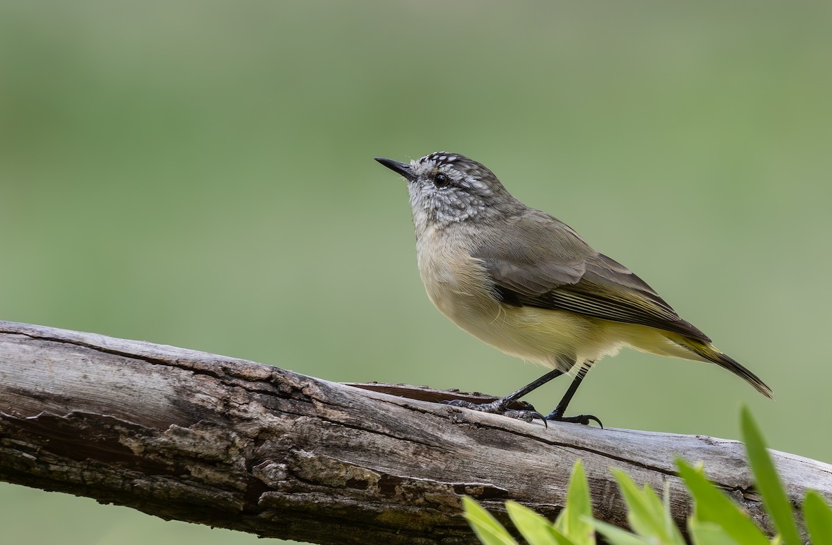 Yellow-rumped Thornbill - ML616574498