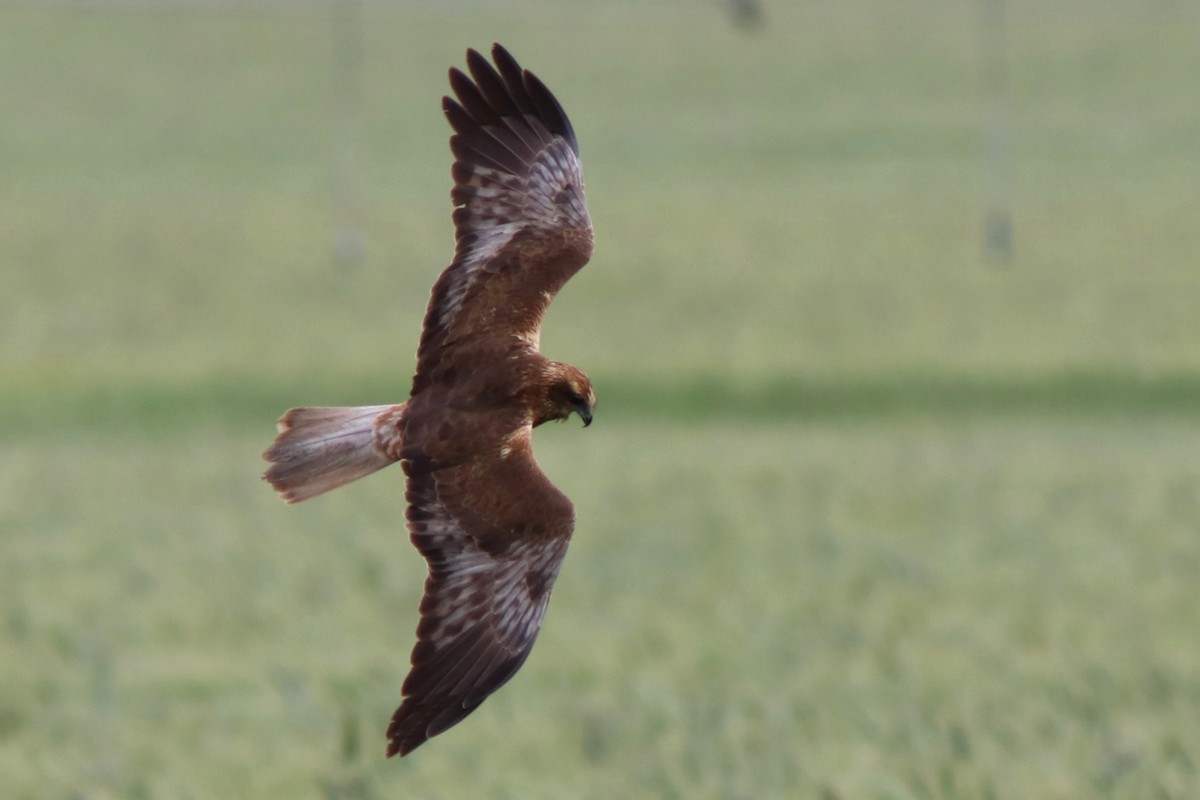 Western Marsh Harrier - ML616574507