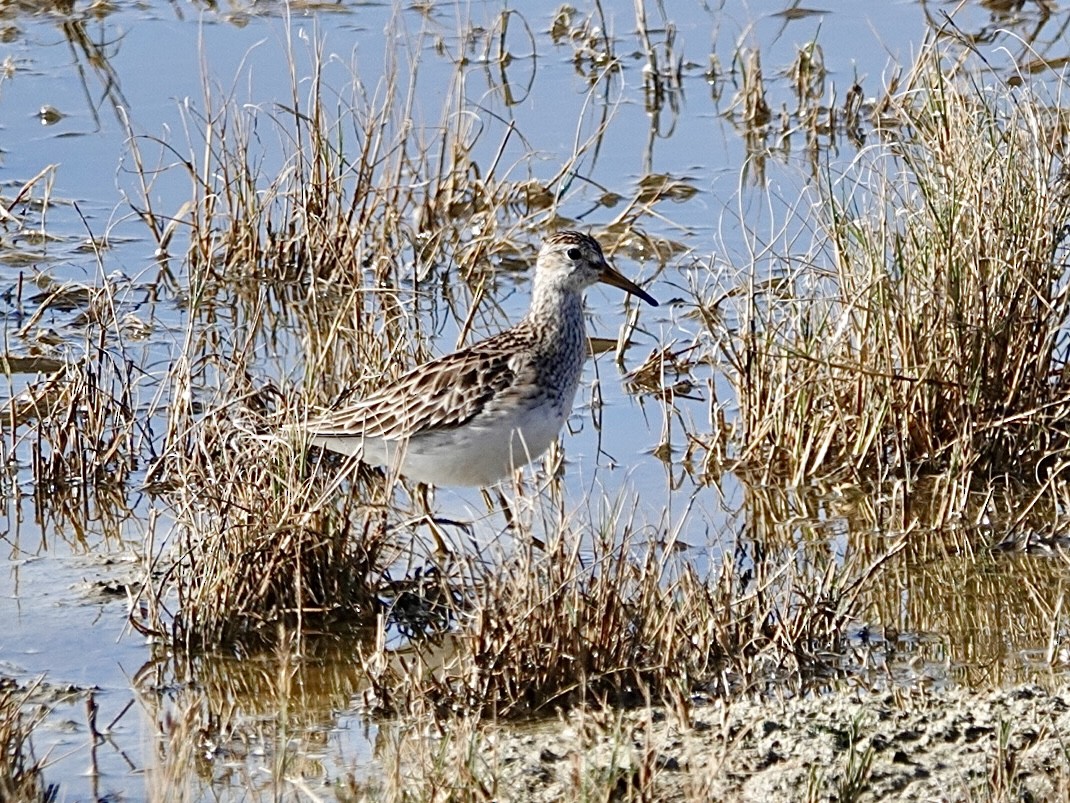 Bécasseau à poitrine cendrée - ML616574518