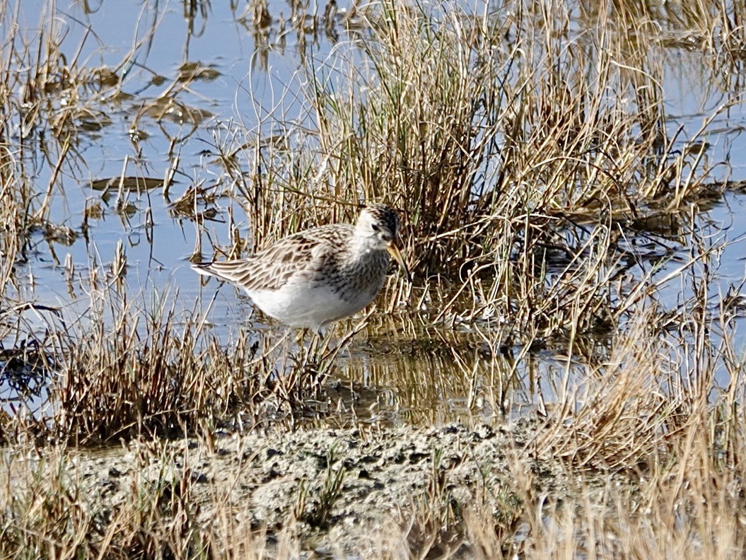 Bécasseau à poitrine cendrée - ML616574519