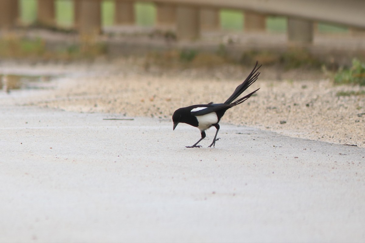 Eurasian Magpie - ML616574527