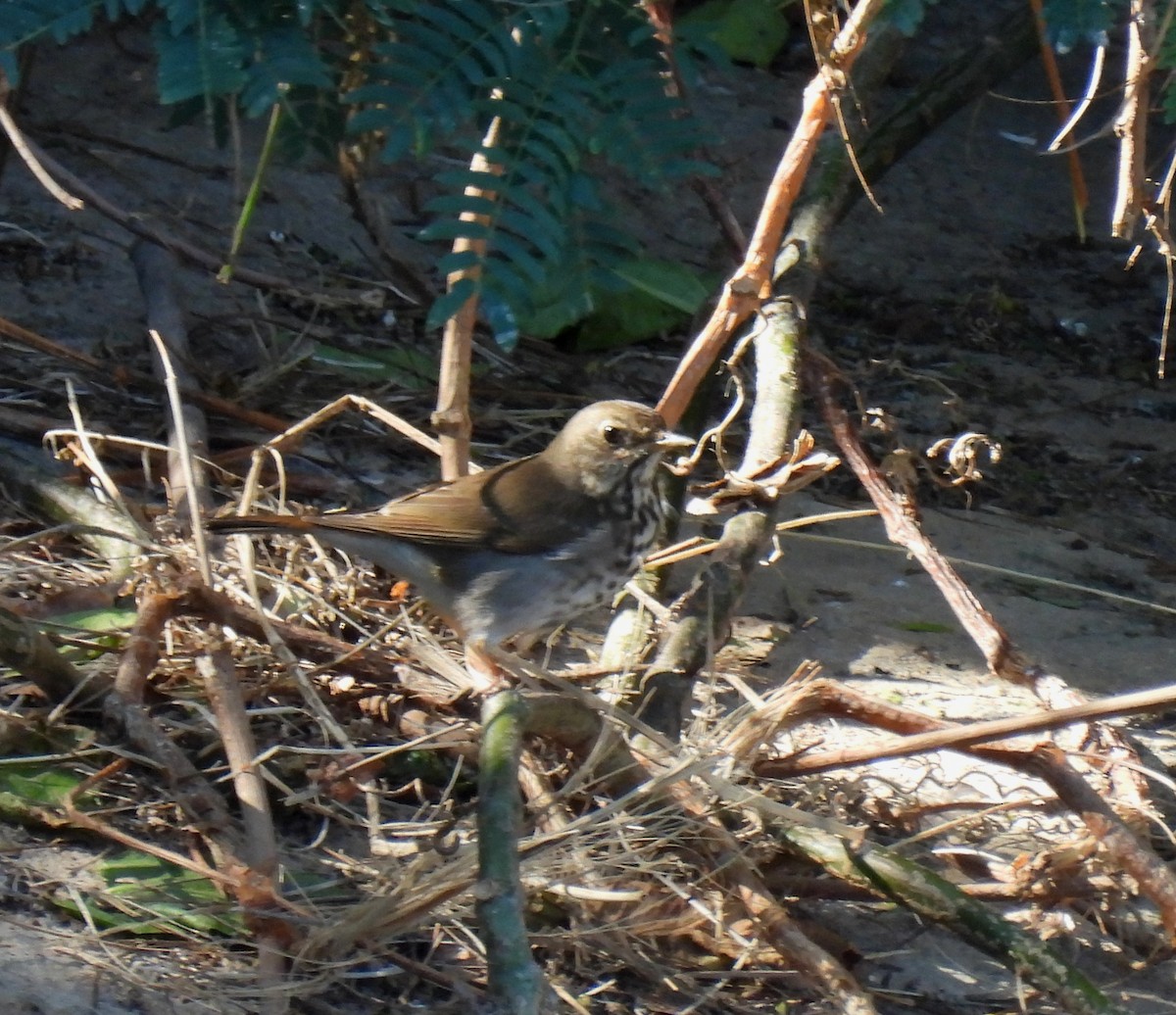 Hermit Thrush - ML616574565