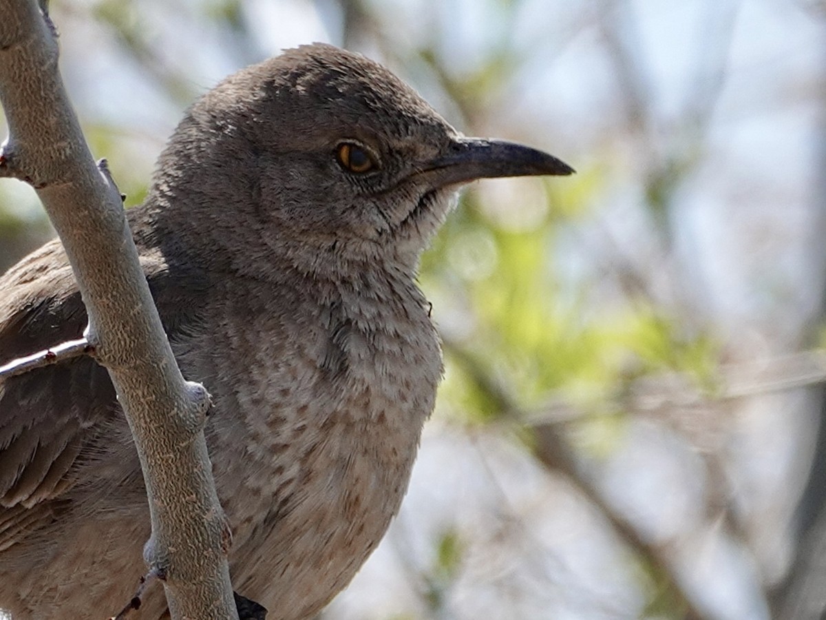 Bendire's Thrasher - ML616574579