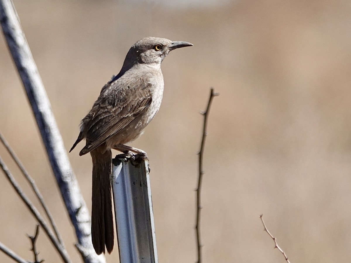 Bendire's Thrasher - ML616574580