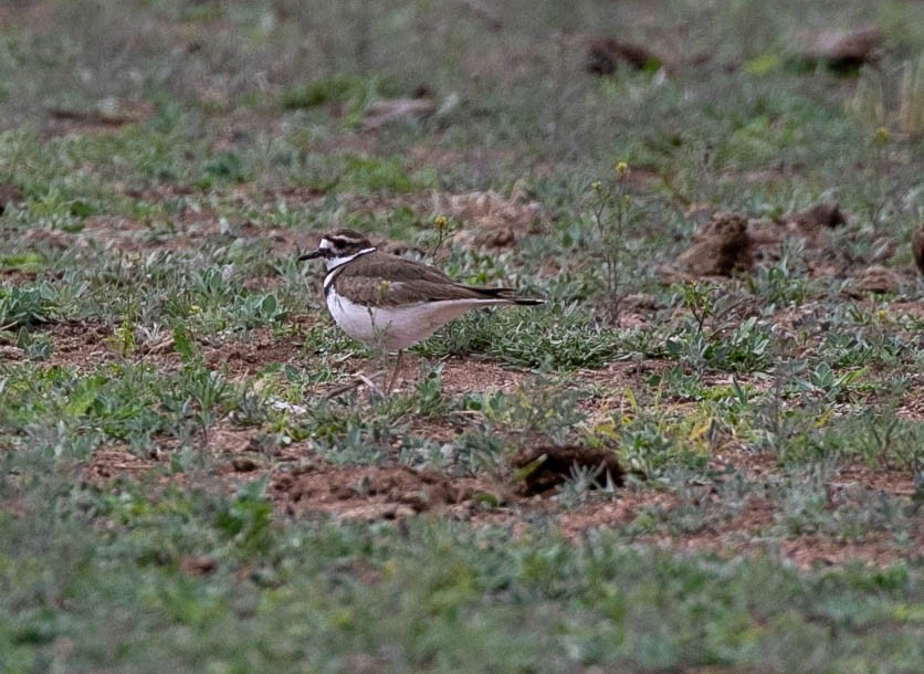 Killdeer - ML616574603