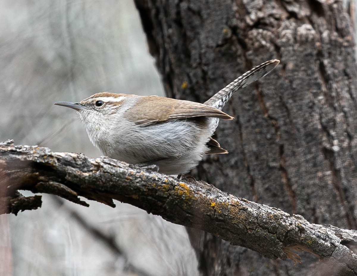 Bewick's Wren - Larry Schmahl