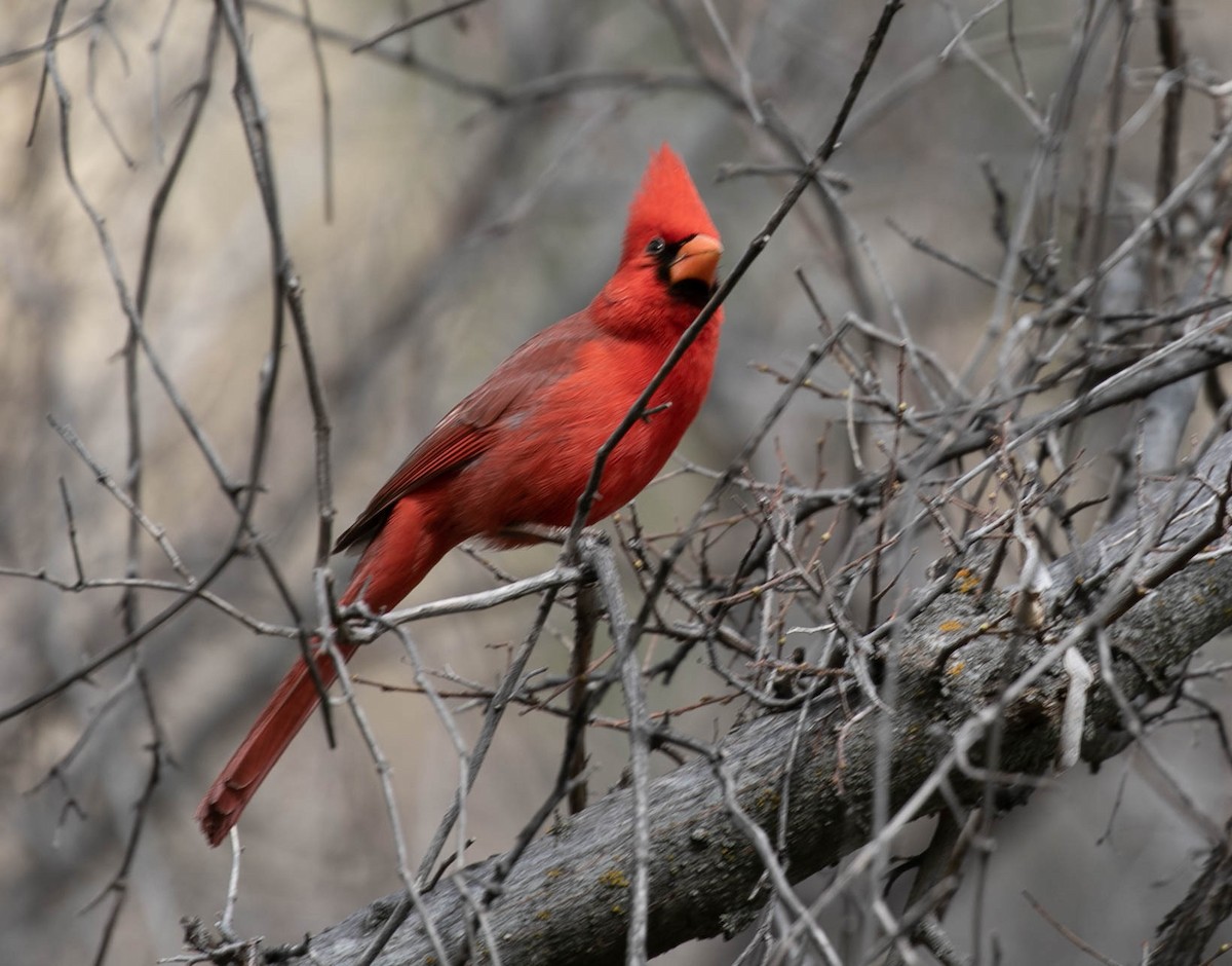 Northern Cardinal - ML616574653