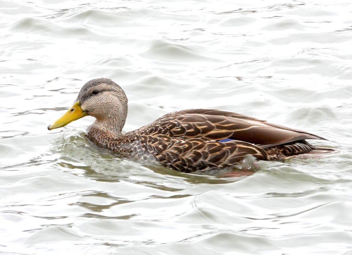 Mexican Duck - ML616574670