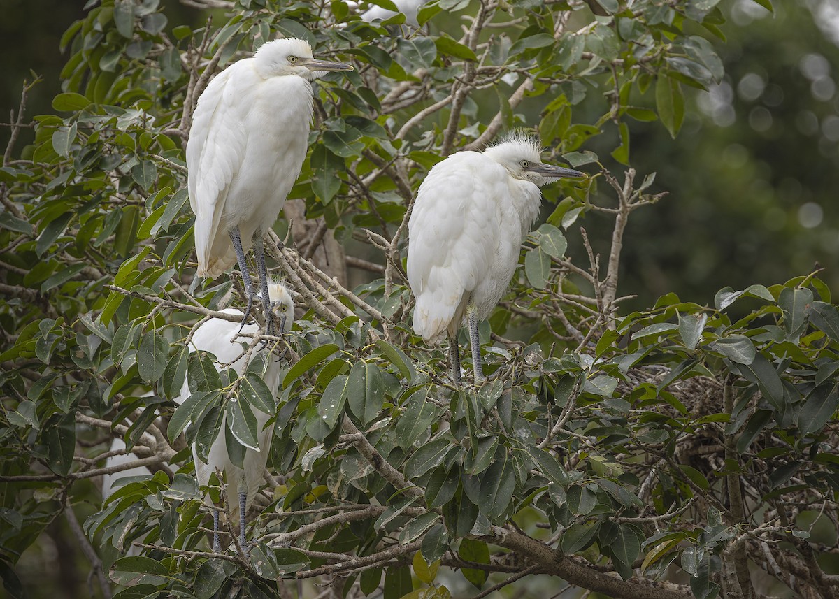 Eastern Cattle Egret - ML616574704