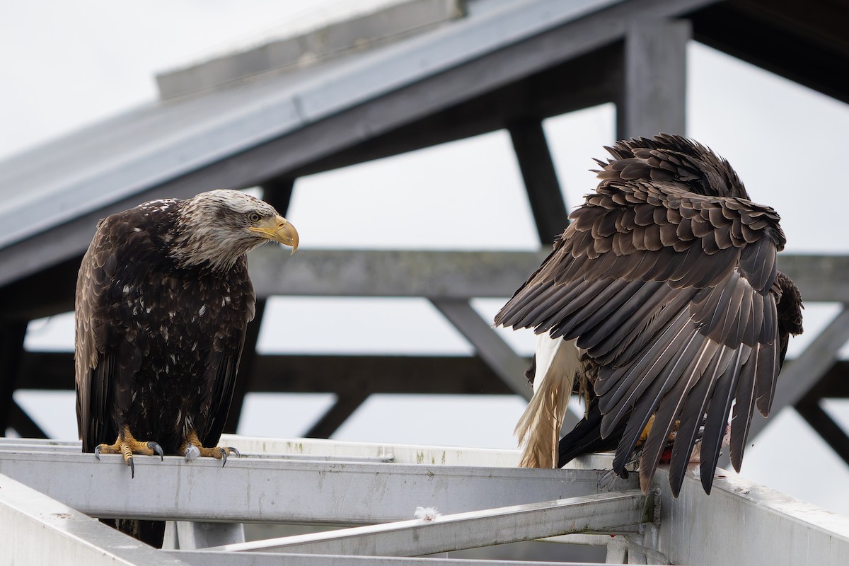 Bald Eagle - Ali Kasperzak