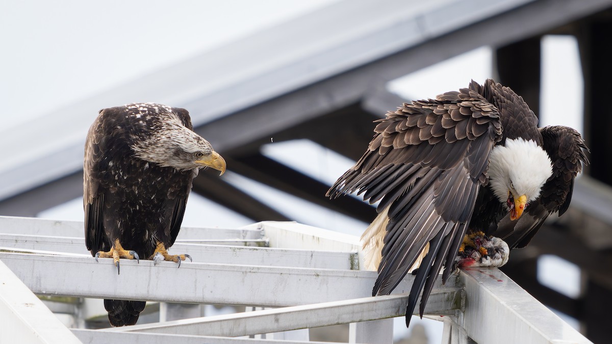 Bald Eagle - ML616574734