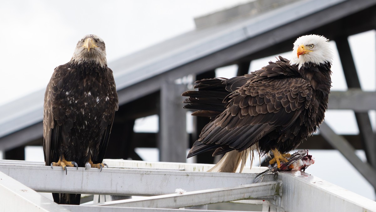 Bald Eagle - ML616574737