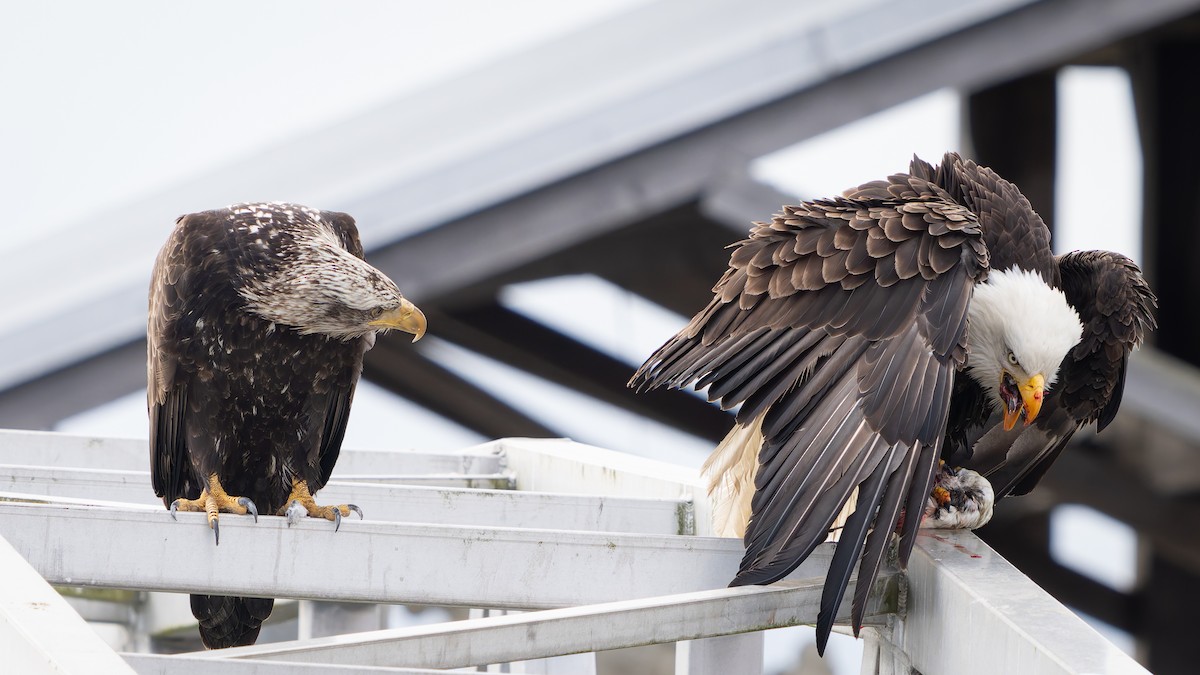 Bald Eagle - ML616574738