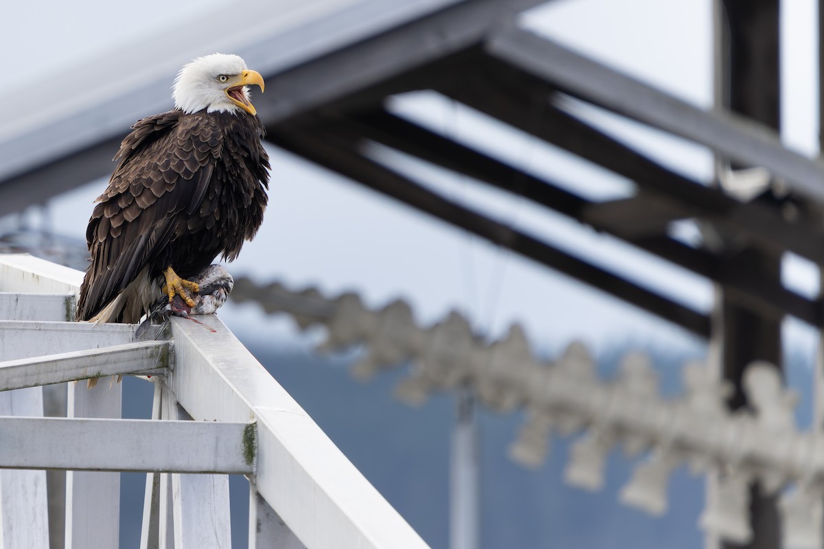 Bald Eagle - ML616574742