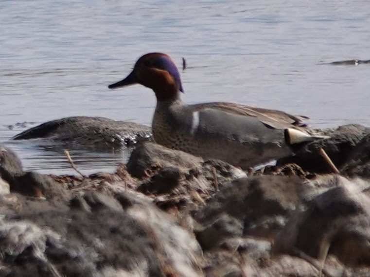 Green-winged Teal - ML616574747