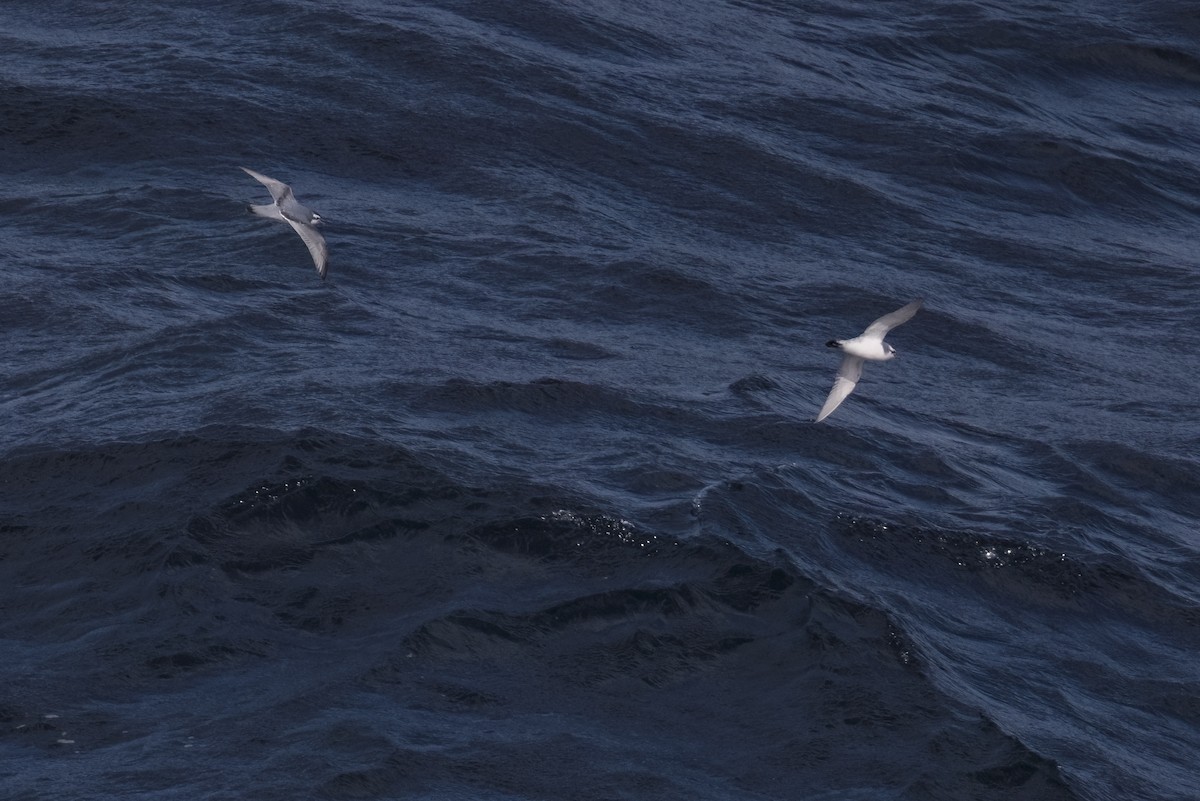 Slender-billed Prion - Robert Lockett