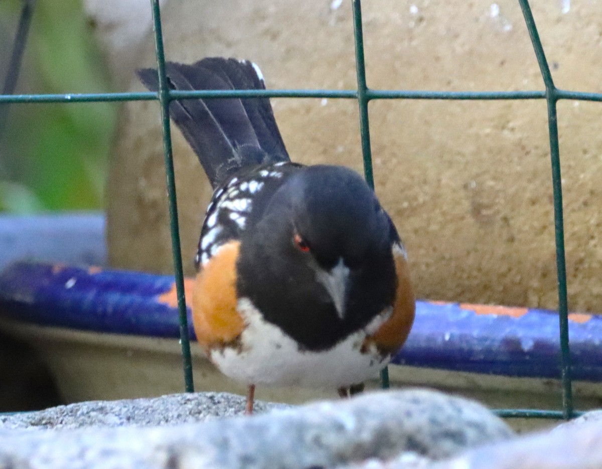 Spotted Towhee - ML616574825