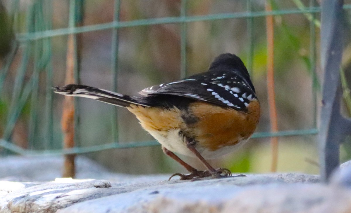 Spotted Towhee - ML616574826