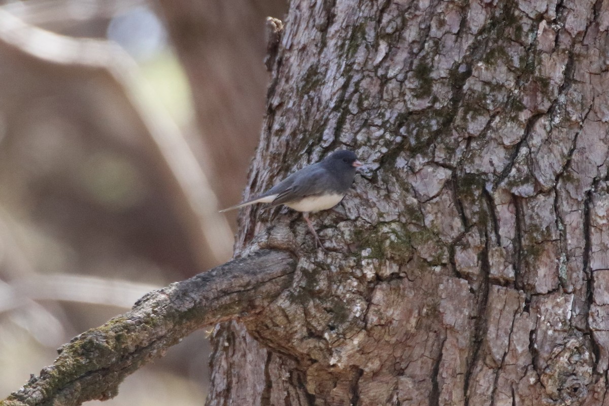 Junco Ojioscuro - ML616574849