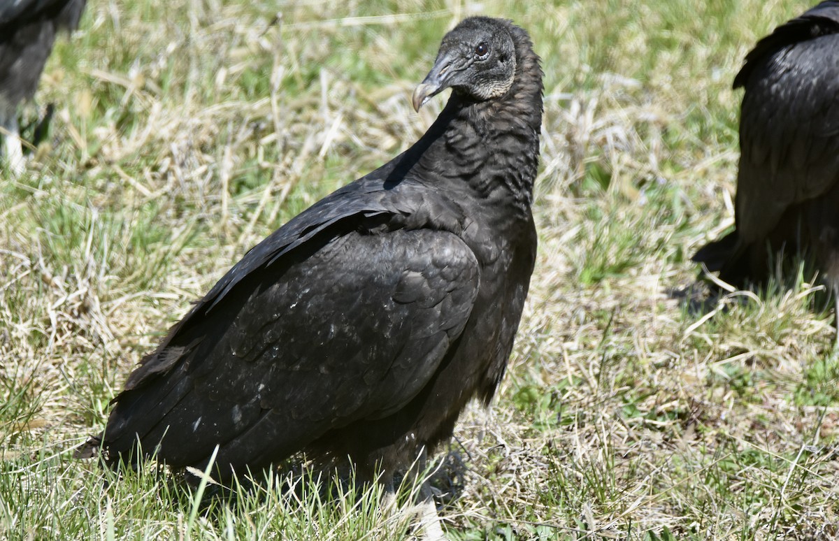 Black Vulture - ML616574850